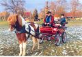 Trainingswagonette Cob bei Familie Simolka Bild