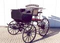 Spider / Phaeton  Warmblut Bild