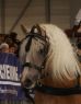Messe Erfurt 2010 Bild